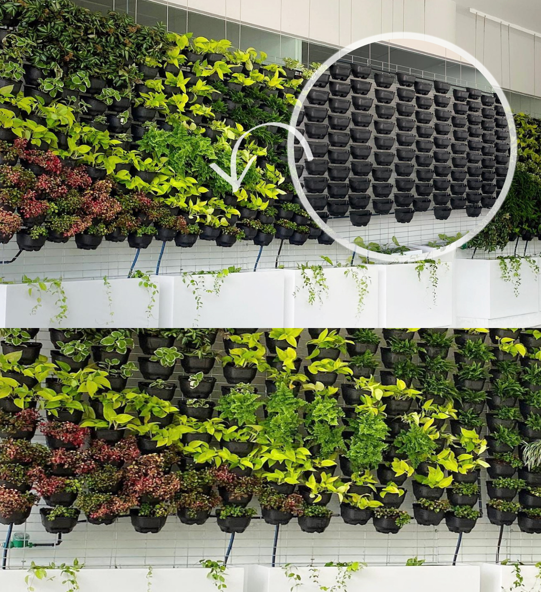 Green Wall Transformation